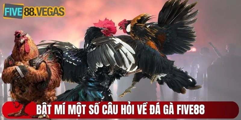 Bật mí một số câu hỏi về đá gà Five88