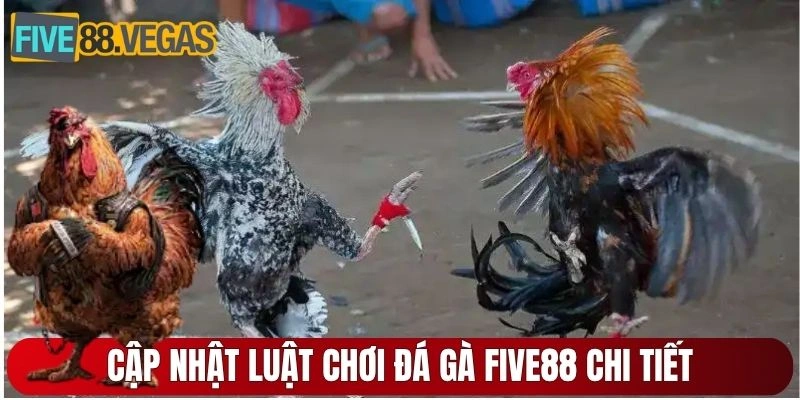 Cập nhật luật chơi đá gà Five88 chi tiết