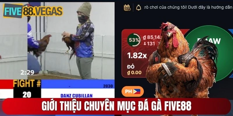 Giới thiệu chuyên mục đá gà Five88