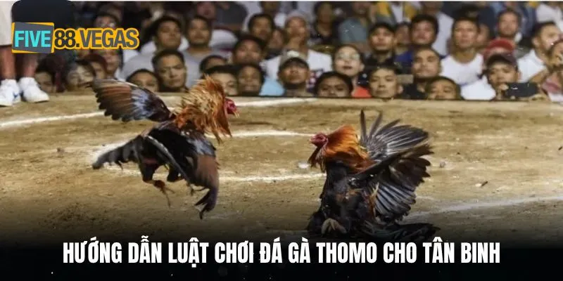Hướng dẫn luật chơi đá gà Thomo cho tân binh